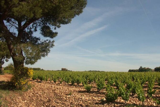 Wine Tasting Tour at Châteauneuf du Pape - Leaving Avignon at 2:30 pm
